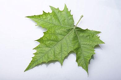 《漫威蜘蛛侠2》确定将添加新游戏+模式 目前正在开发中